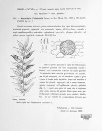 Ascochyta polemonii image